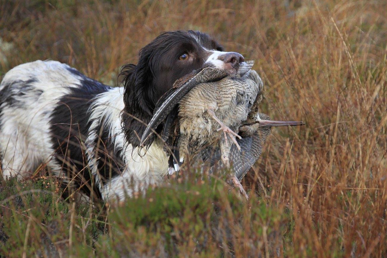 Chasse : Retour d'Irlande avec Seasons