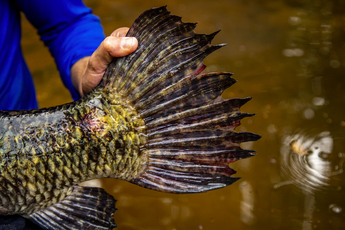 peche-aimara-amazonie-mouche-guyane