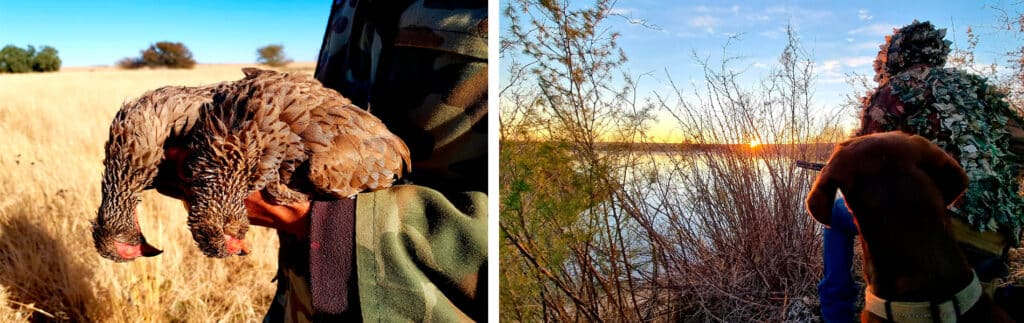 Voyage De Chasse En Afrique Du Sud - Petit Gibier Et Gibier D'eau