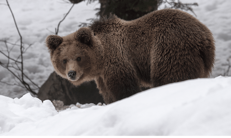 chasse à l'ours brun en Croatie