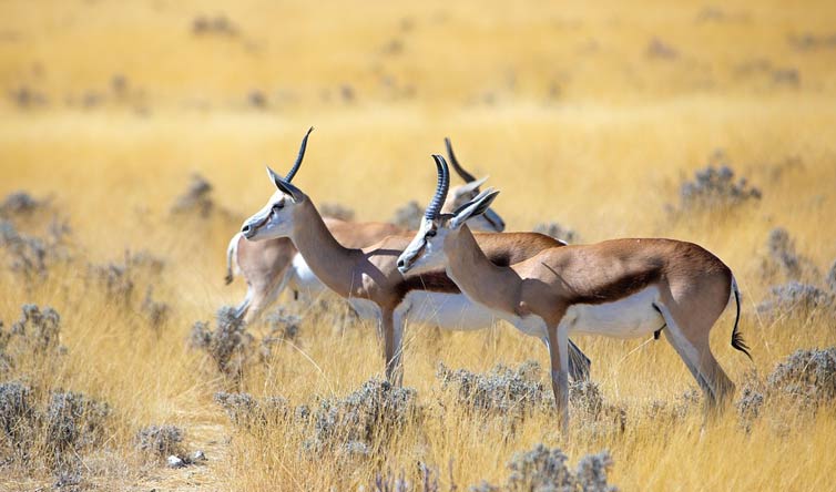 Chasse en Afrique du Sud - battues d'antilopes
