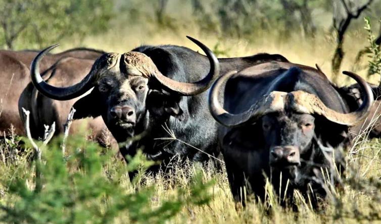 chasse buffle afrique du sud