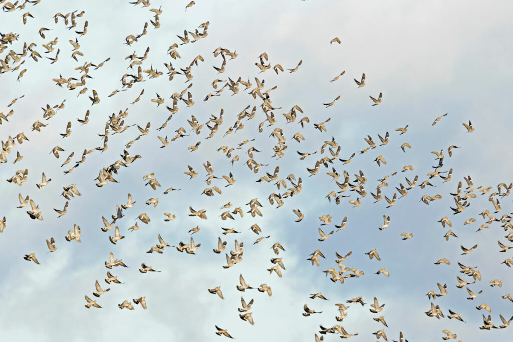 chasse du pigeon en Irlande