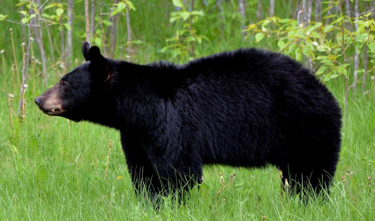 chasse de l'ours noir au Canada