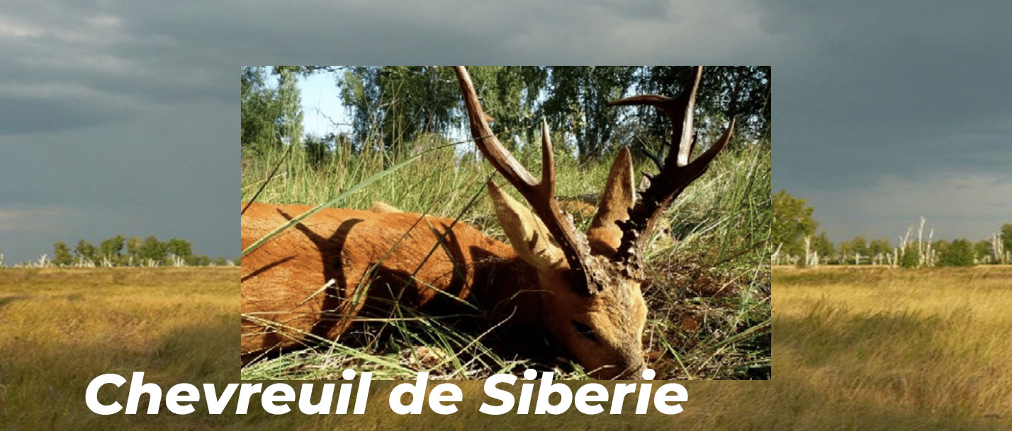 chevreuil de sibérie