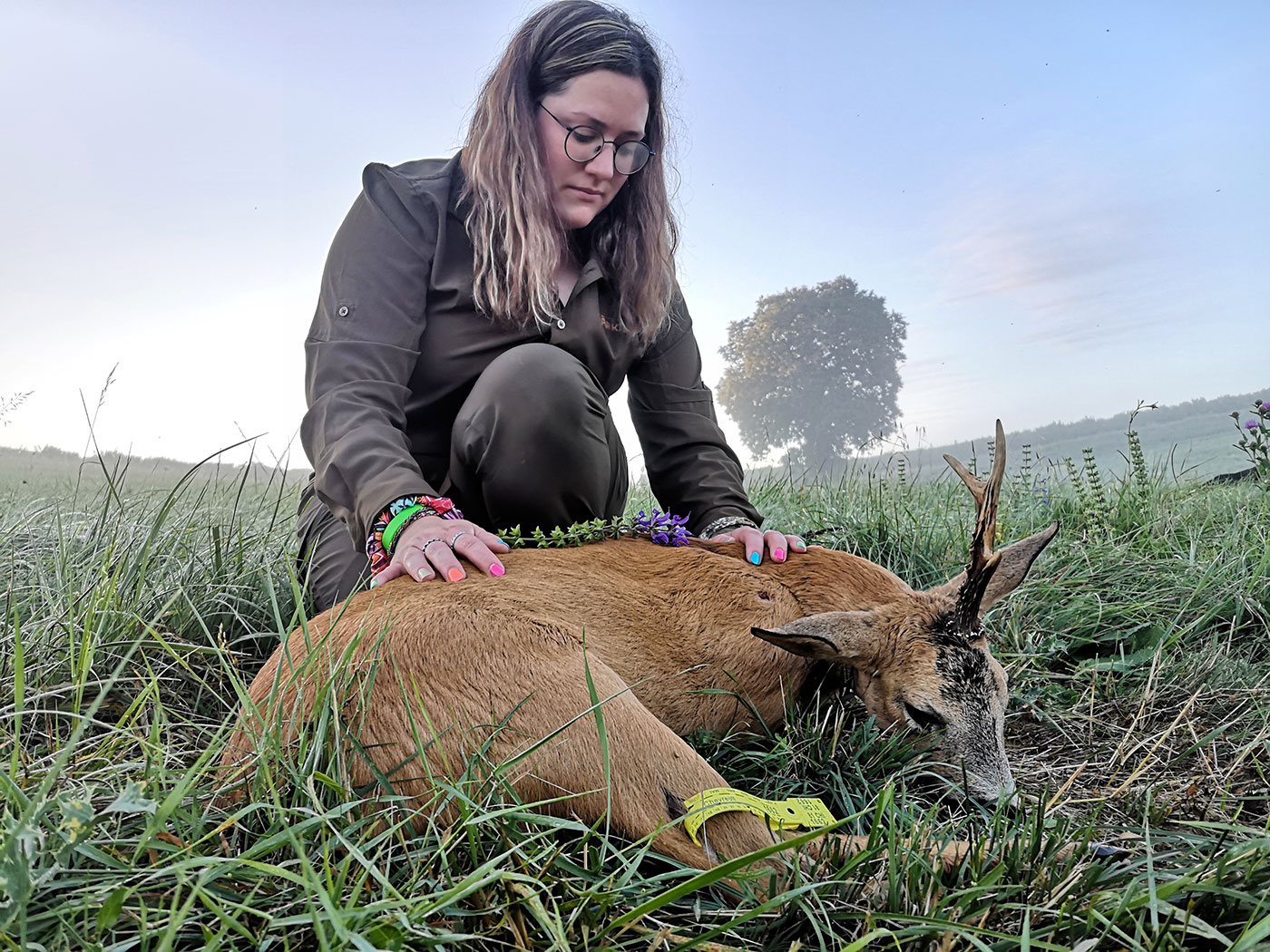 un brocard licorne prélevé à la chasse dans le Tarn et Garonne