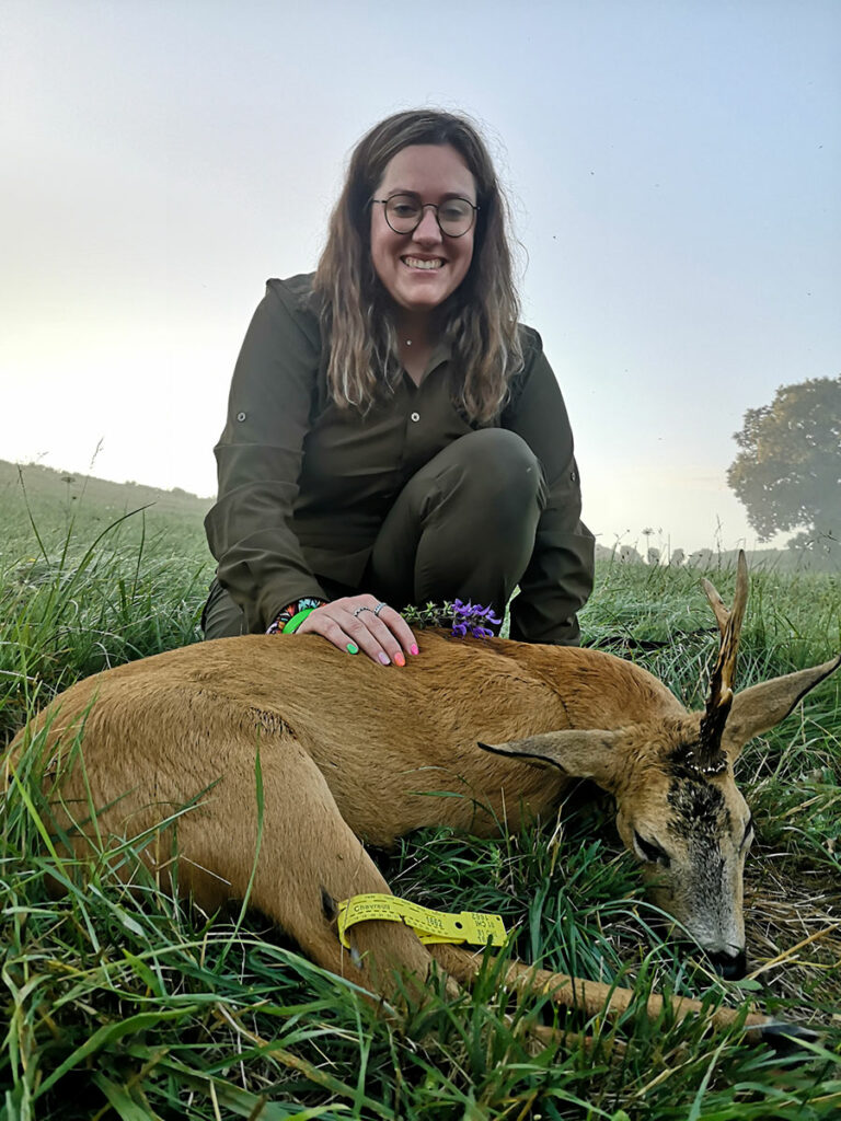 chasse du chevreuil à l'approche