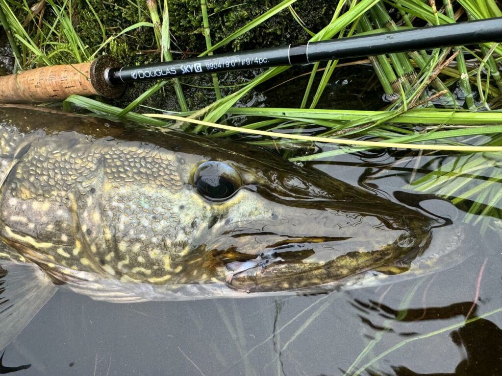 pêche du brochet en Suède