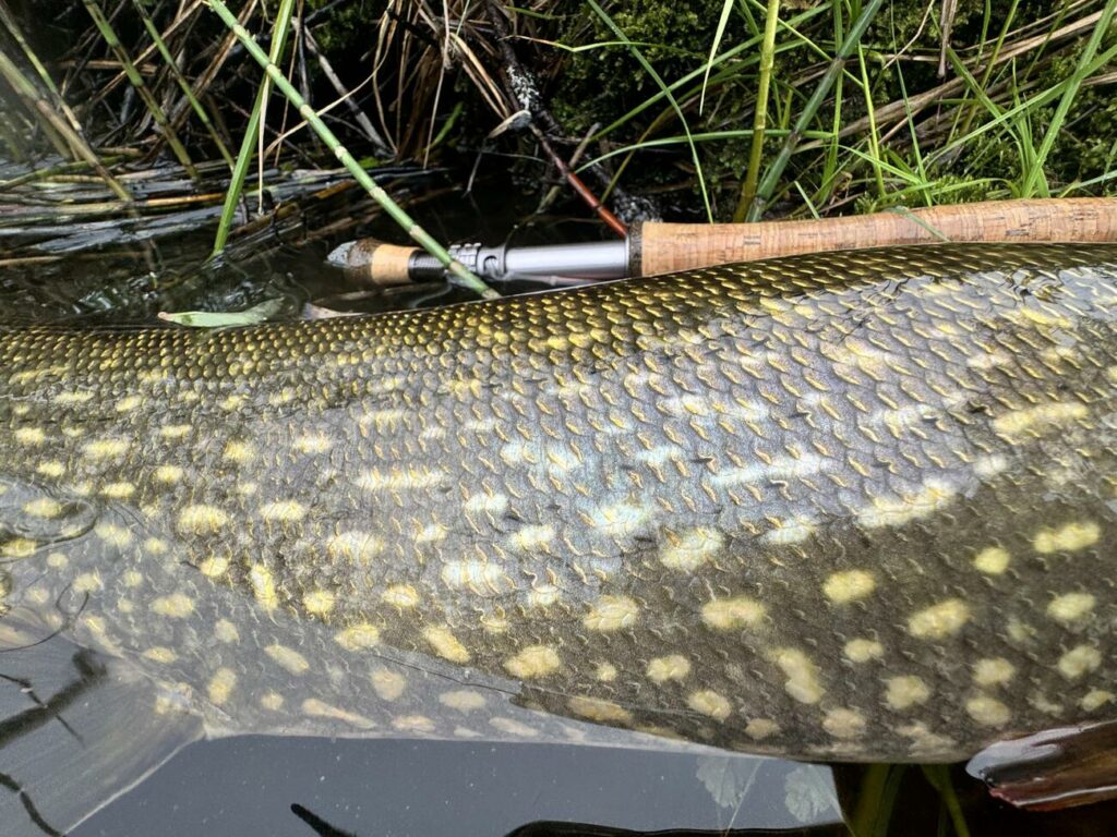 pêche du brochet en Suède