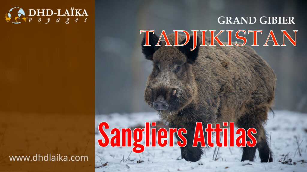 vidéo de chasse du sanglier au Tadjikistan