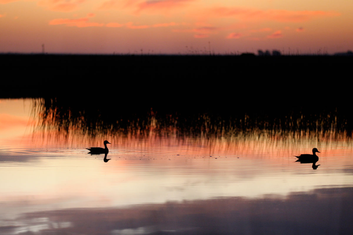 Chasse en Argentine avec Seasons