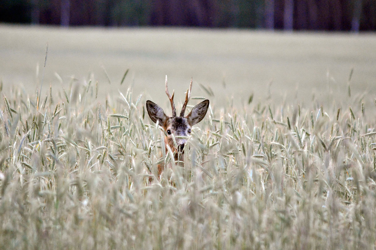 chasse du brocard en France