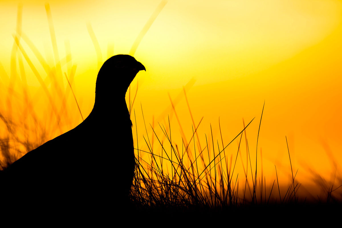 Ecosse : Découvrez la grouse et sa chasse dans les highlands ! - DHD-Laïka