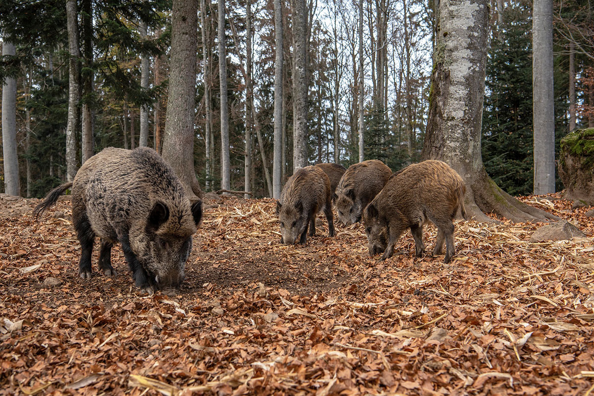 Chasse du Sanglier en Battue