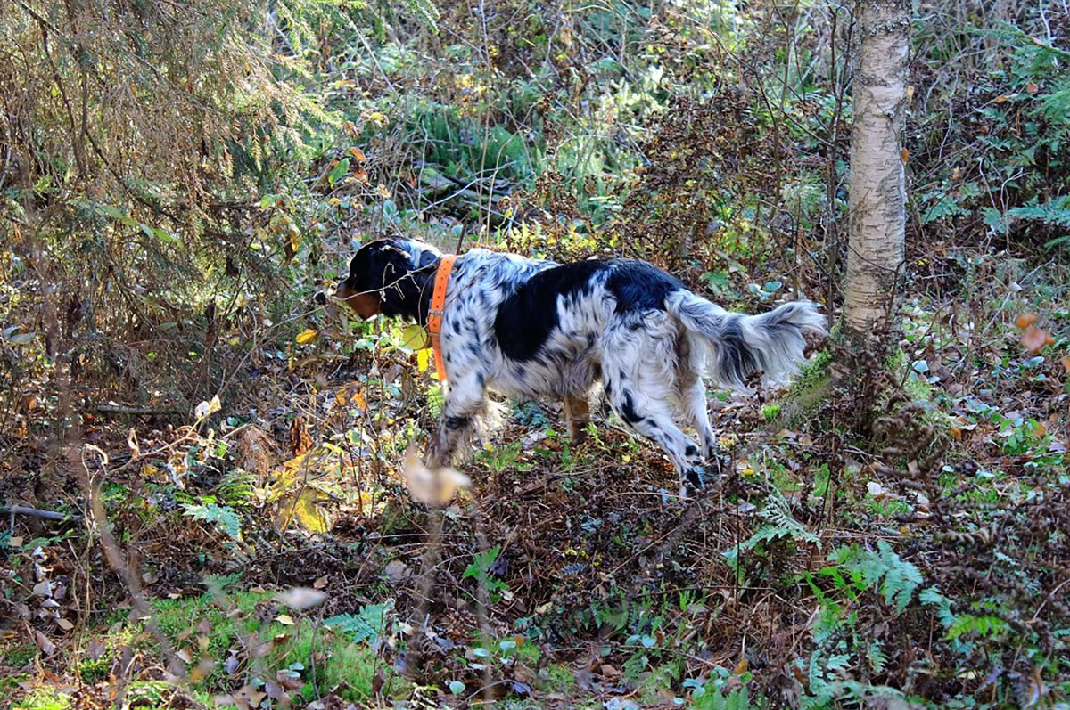 chasse à la bécasse en Estonie