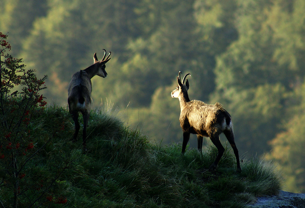 Chasse du chamois à l'approche