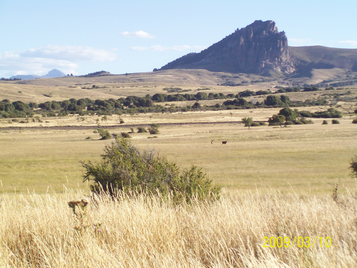 chasse en Argentine