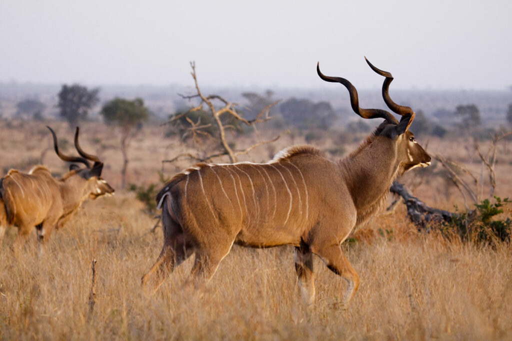 Namibie : Le pays de la grande chasse en Afrique