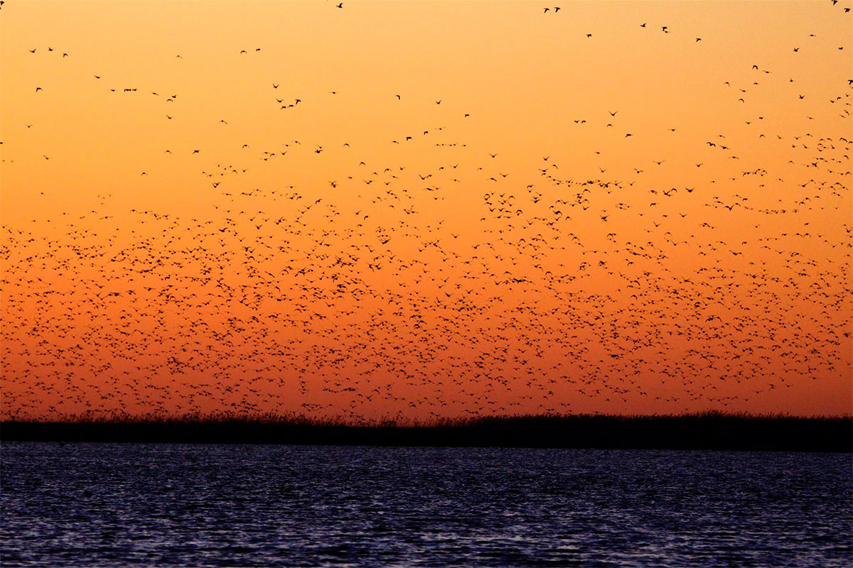 chasse sur le delta de la volga