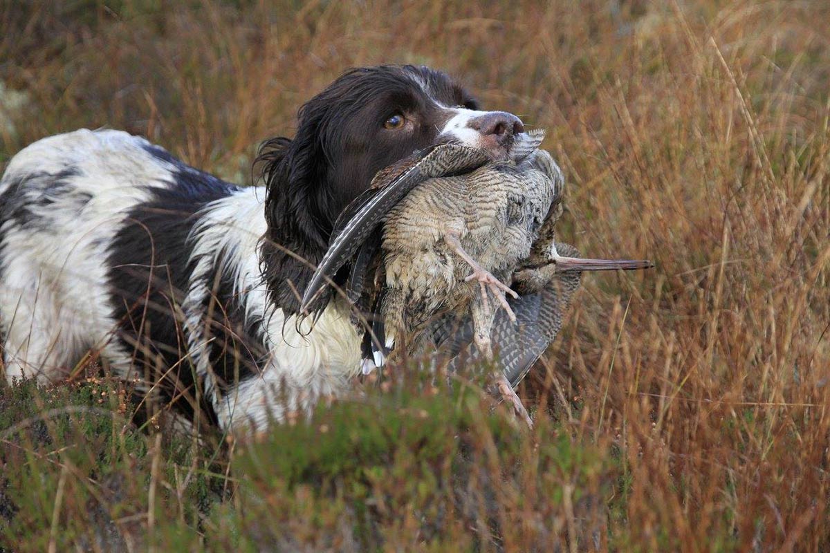 chasse en Irlande à la bécasse