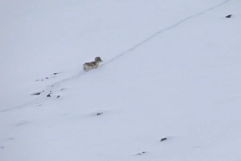 Chasse du mouflon de Marco Polo en Asie Centrale