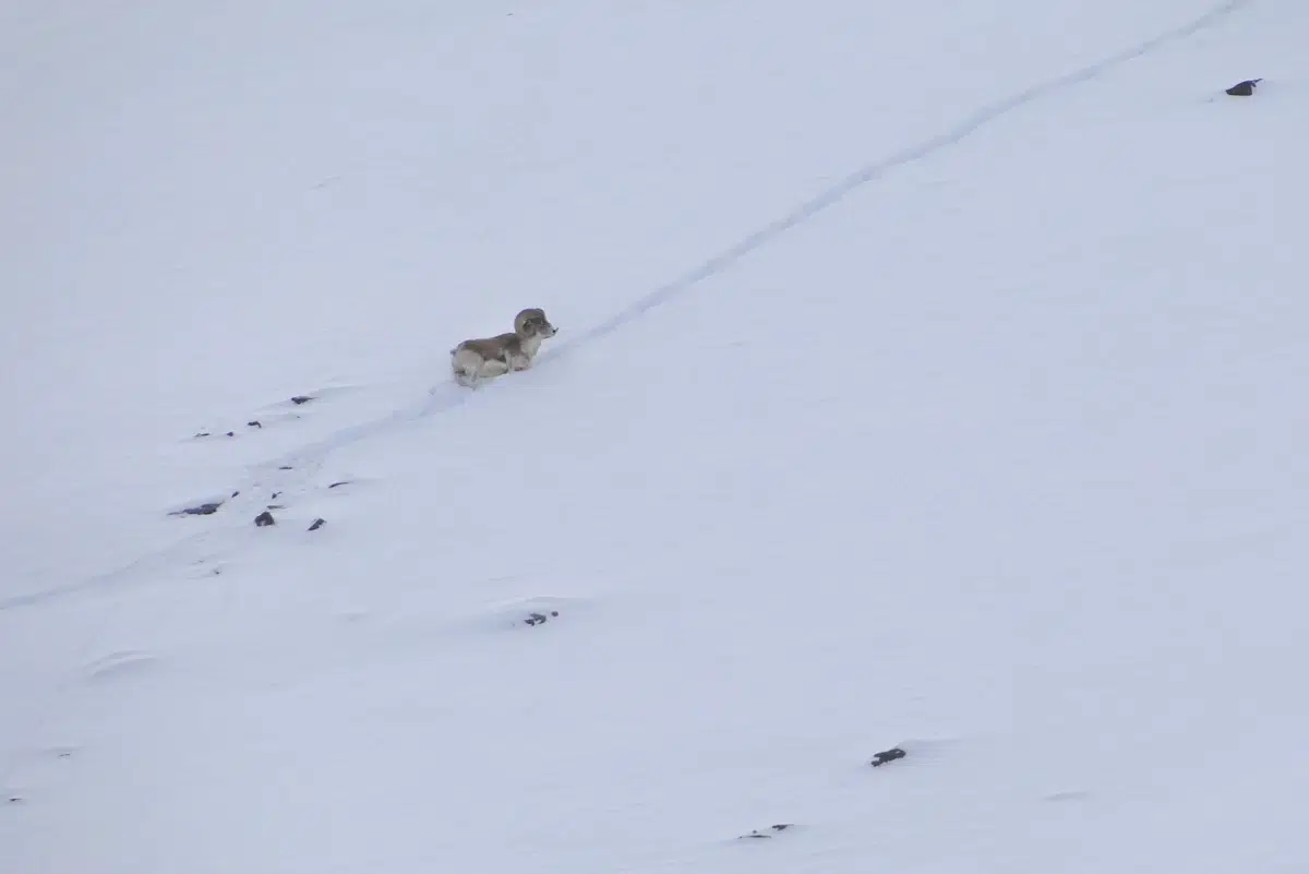 Chasse du mouflon de Marco Polo en Asie Centrale