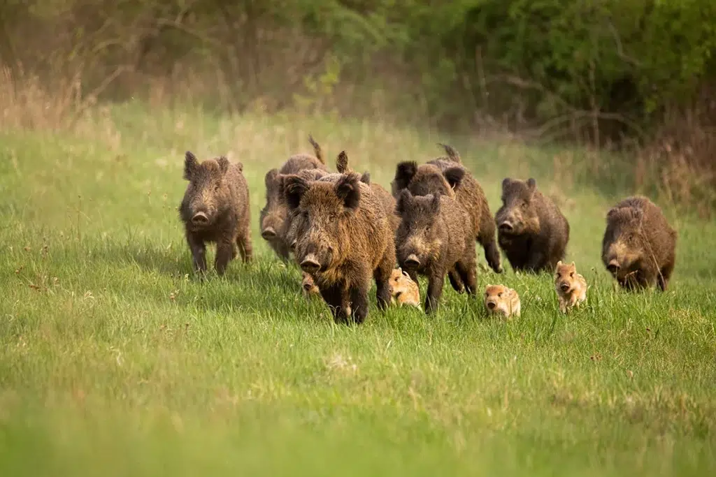 chasse du sanglier en battue