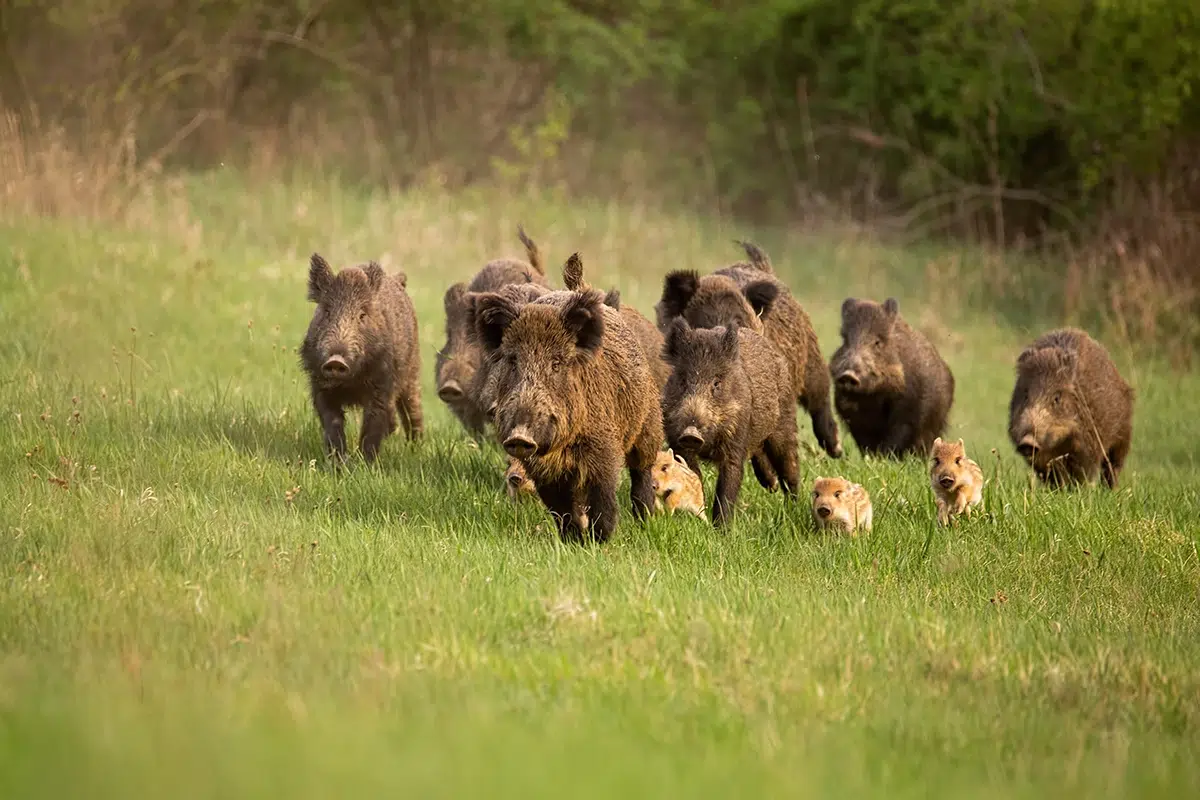 chasse du sanglier en battue