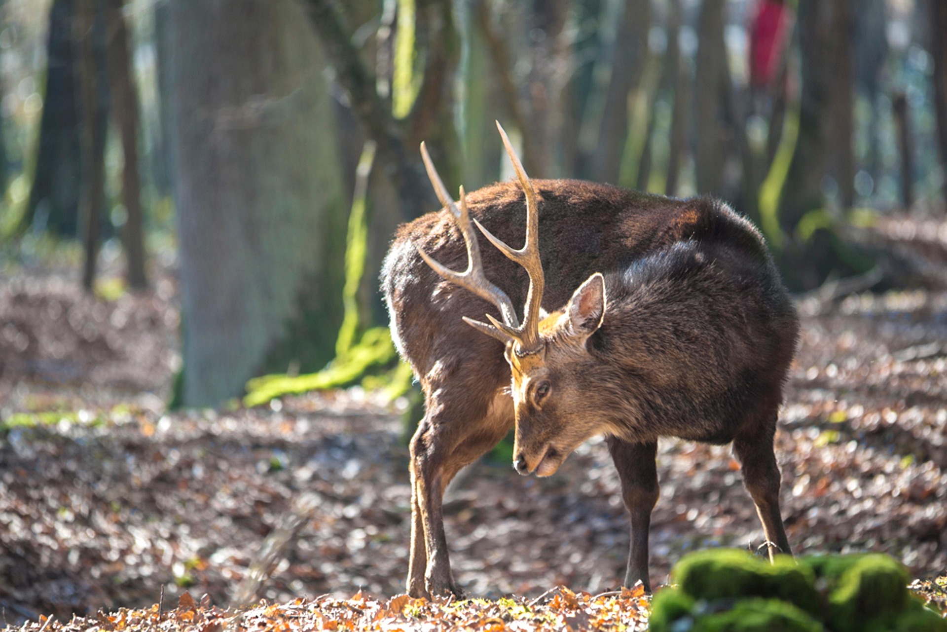 chasse du cerf sika en Irlande