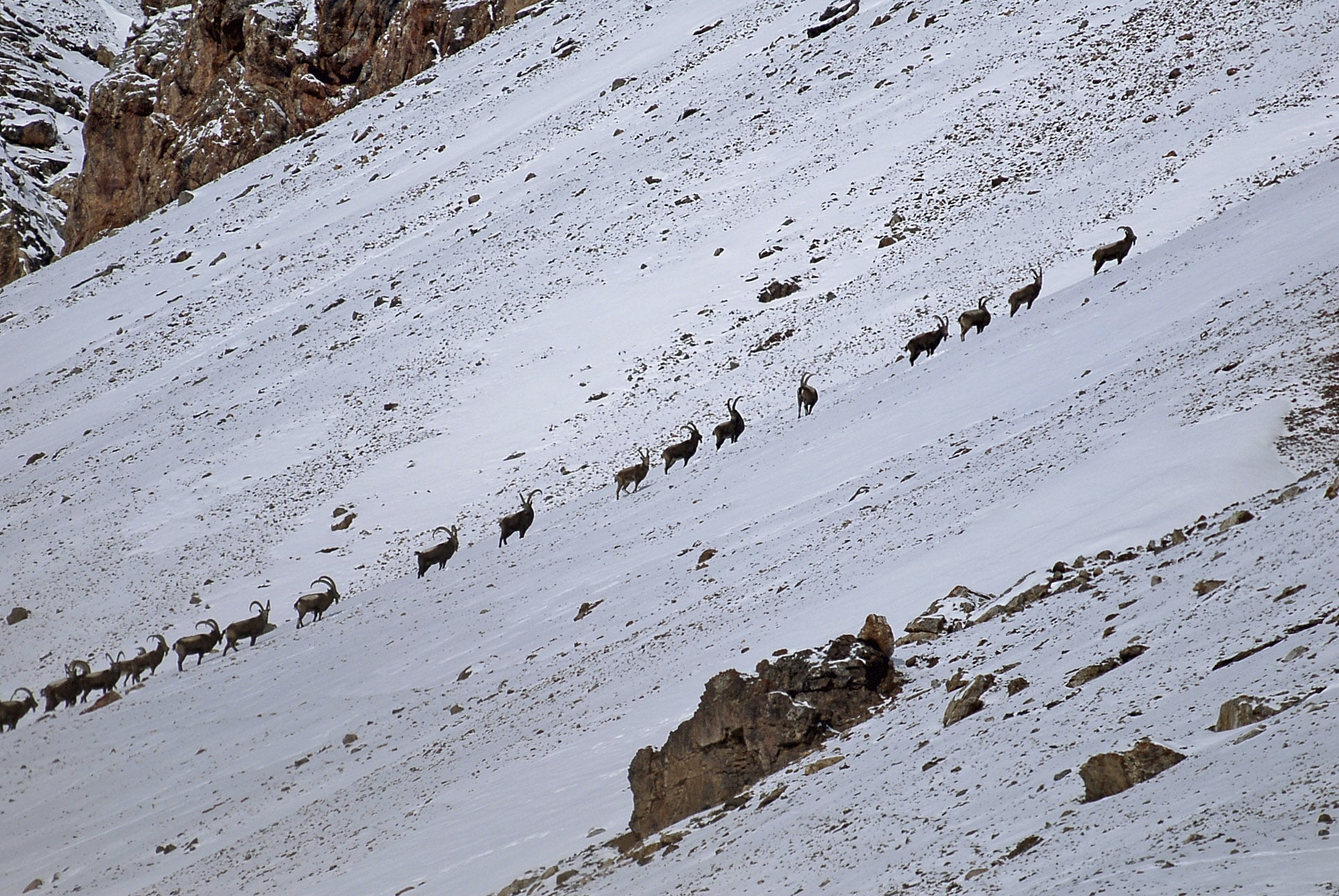 chasse de l'ibex en asie centrale